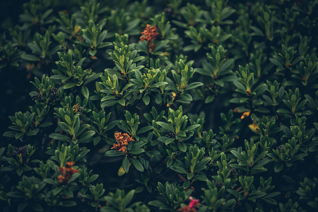 Plants on the Fernwanderweg, E5, Alpenüberquerung, 4th stage, Skihütte Zams,Pitztal,Lacheralm, Wenns, Gletscherstube, Zams to  Braunschweiger Hütte, tyrol, austria, Alps