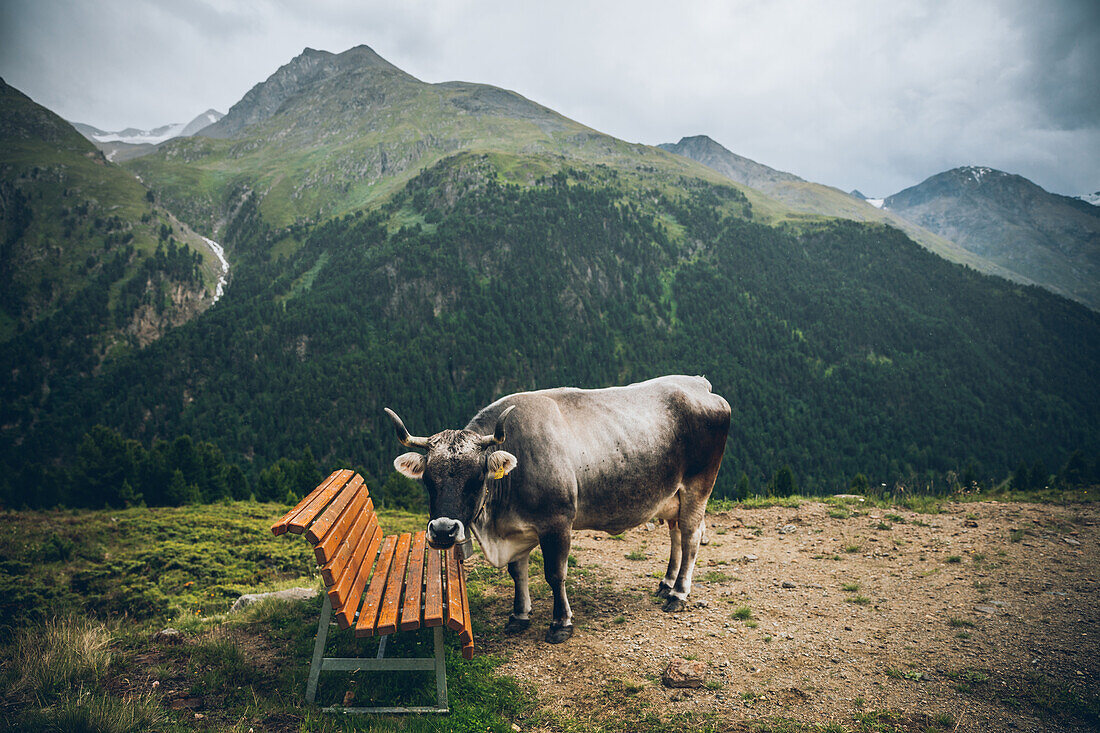 Cow is standing at a bench in the mountains,Alpenüberquerung,5th stage, Braunschweiger Hütte,Ötztal, Rettenbachferner, Tiefenbachferner, Panoramaweg to Vent, tyrol, austria, Alps