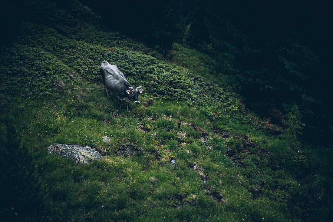 Kuh am Waldrand vor Bergpanorama,E5, Alpenüberquerung, 5. Etappe,Braunschweiger Hütte, Ötztal, Rettenbachferner, Tiefenbachferner,   Österreich, Panoramaweg nach Vent