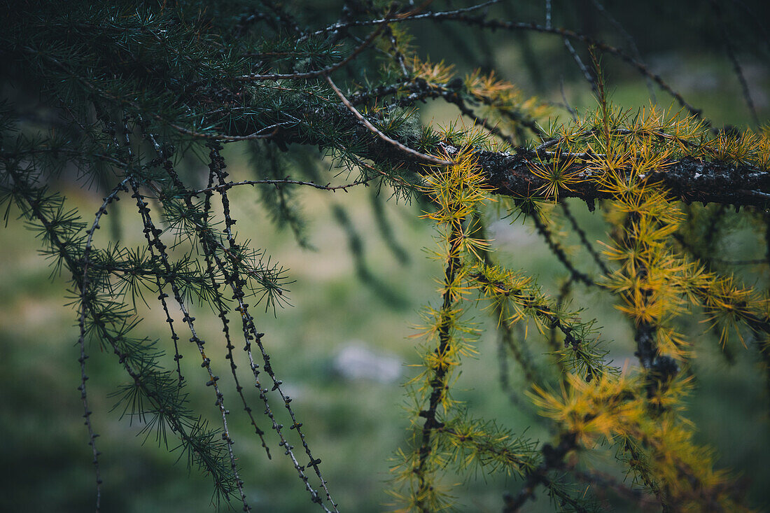 Branch of a conifer, E5, Alpenüberquerung, 6th stage, Vent,Niederjochbach, Similaun hut, Schnalstal, Vernagt reservoir, Meran