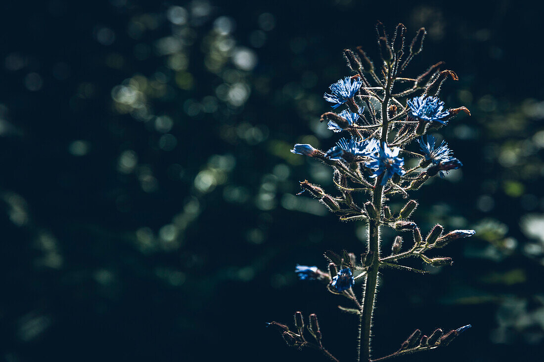 Mountain flower in the Light, E5, Alpenüberquerung, 1st stage Oberstdorf Sperrbachtobel to Kemptnerhütte, Allgäu, Bavaria, Alps, Germany