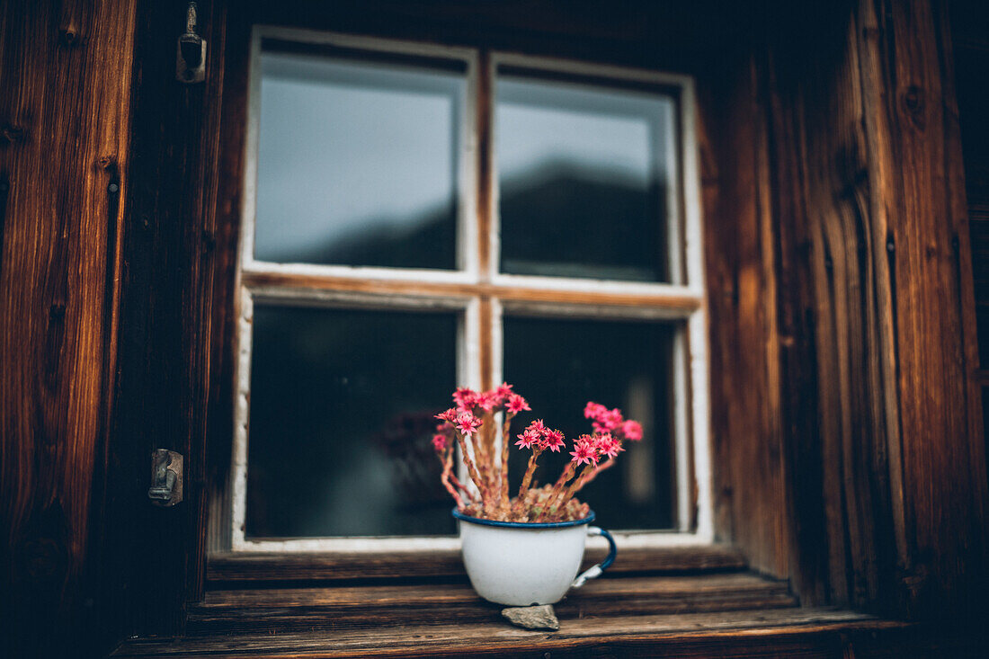Flower pot from camping cup on old window sill, E5, Alpenüberquerung, 6th stage, Vent,Niederjochbach, Similaun hut, Schnalstal, Vernagt reservoir, Meran