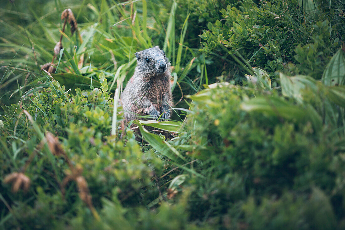 Marmot in the meadow, E5, alpenüberquerung, 1st stage Oberstdorf Sperrbachtobel to Kemptnerhütte, allgäu, bavaria, germany