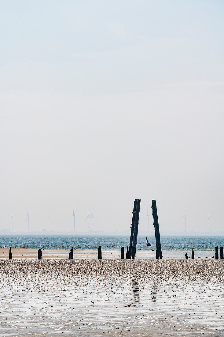 Pfähle im Watt bei Ebbe, Wangerooge, Ostfriesland, Niedersachsen, Deutschland