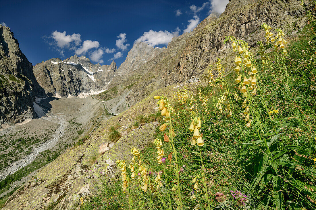 Foxglove in blossom with Pic Coolidge and Barre des Ecrins in background, Ecrins, National Park Ecrins, Dauphine, Dauphiné, Hautes Alpes, France