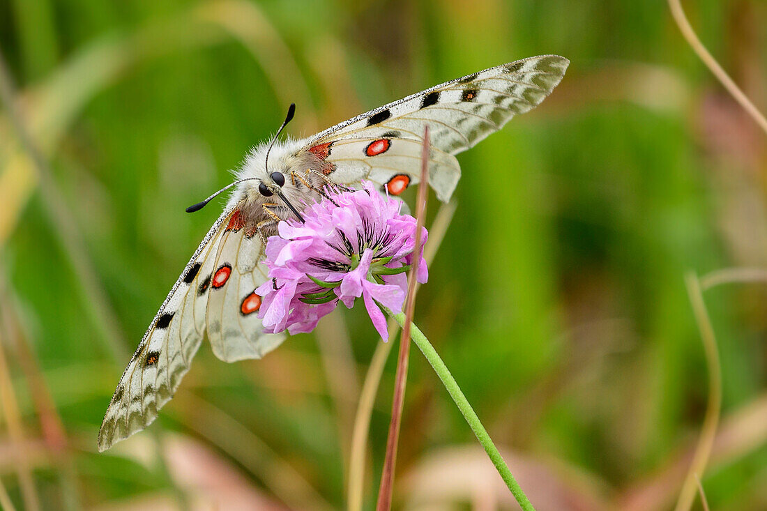 Apollo butterflies, Grand Veymont, Vercors, Dauphine, Dauphine, Isère, France