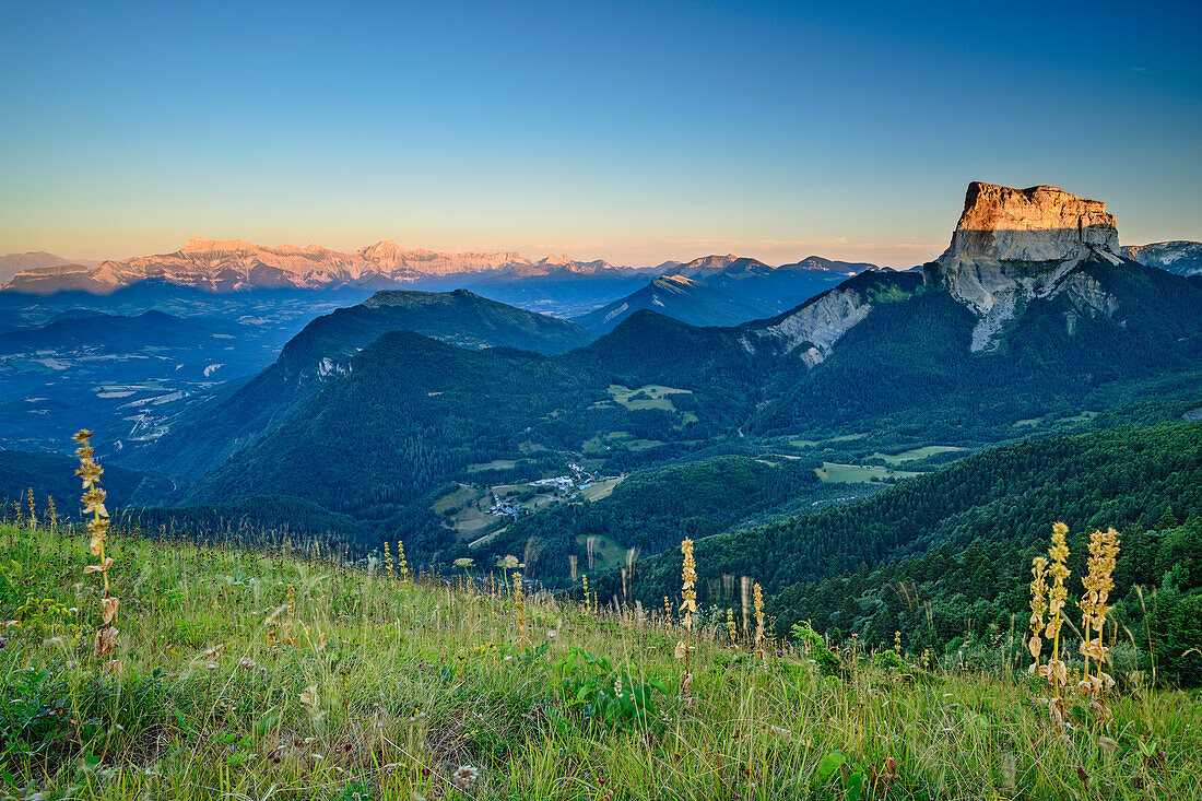 Flower meadow with Mont Aiguille in the sunset in the background, from the Grand Brison, Vercors, Dauphine, Dauphine, Isère, France
