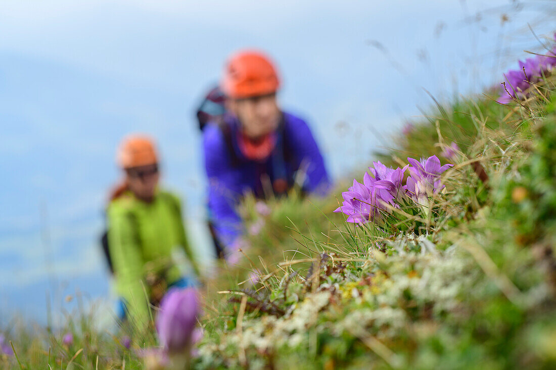 Two women on a via ferrata blurry in the Background With Flower Meadow in focus in the foreground, a donkey stone, the Dachstein, Styria, Austria