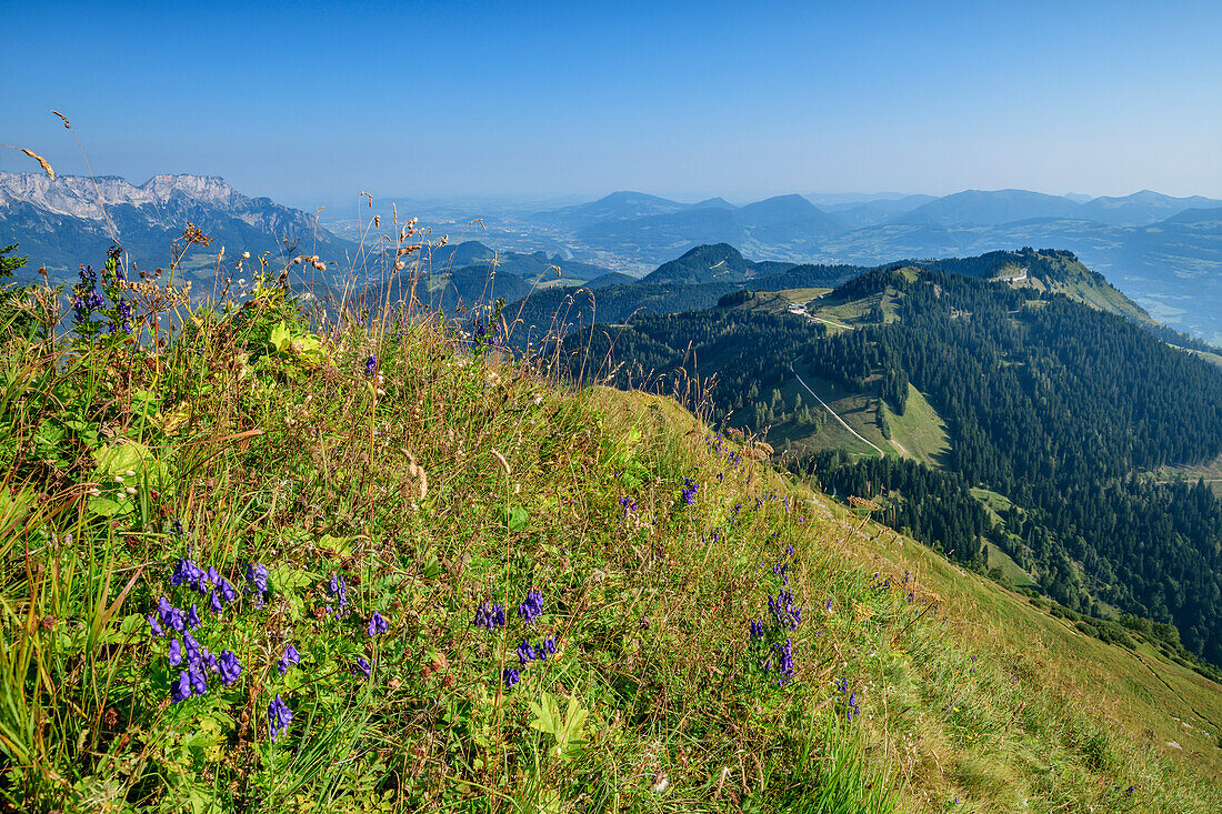 Blumenwiese am Hohen Göll mit Blick auf Untersberg und Rossfeld, Schustersteig, Hoher Göll, Berchtesgadener Alpen, Oberbayern, Bayern, Deutschland