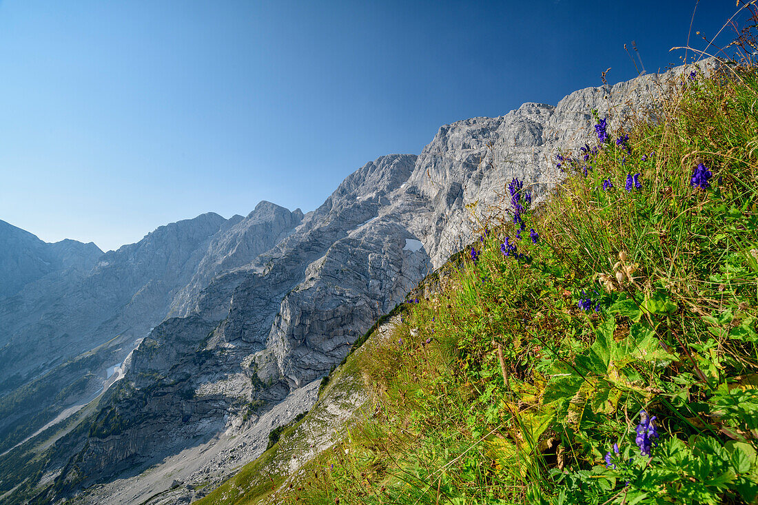 Flower meadow on the Hoher Göll, Schuster dough, High Goll, Berchtesgaden Alps, Upper Bavaria, Bavaria, Germany