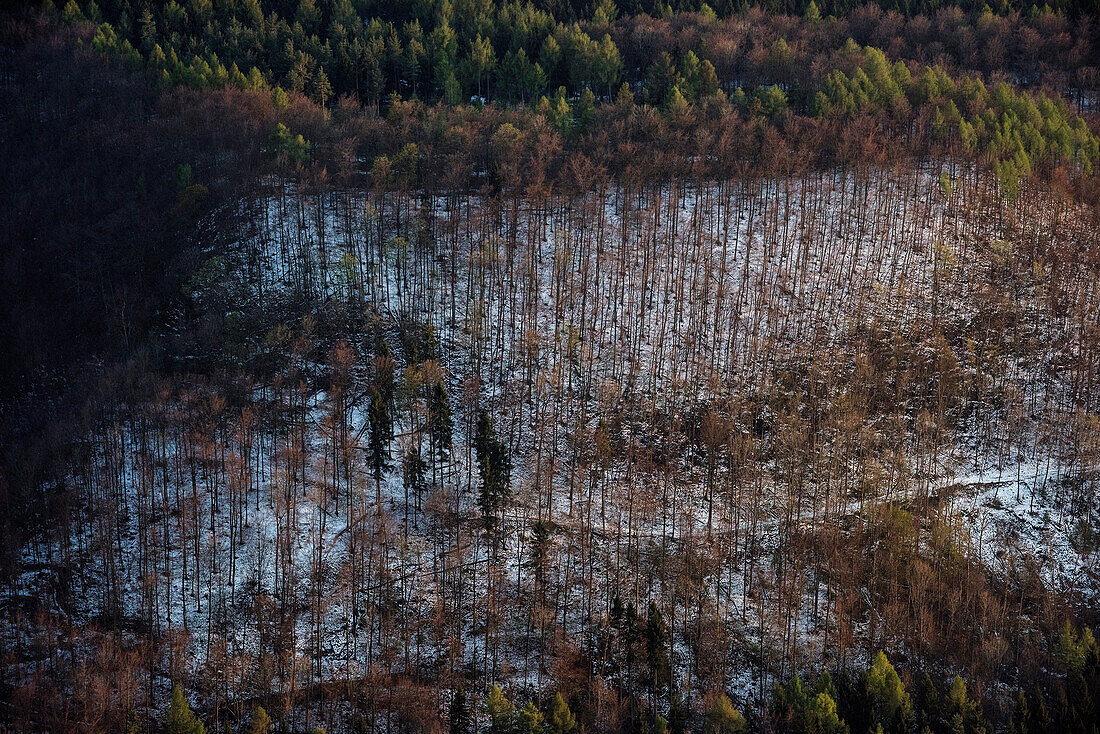 Detail von Berghang mit Bewaldung und Schnee, Roßberg Turm, Reutlingen, Schwäbische Alb, Baden-Württemberg, Deutschland