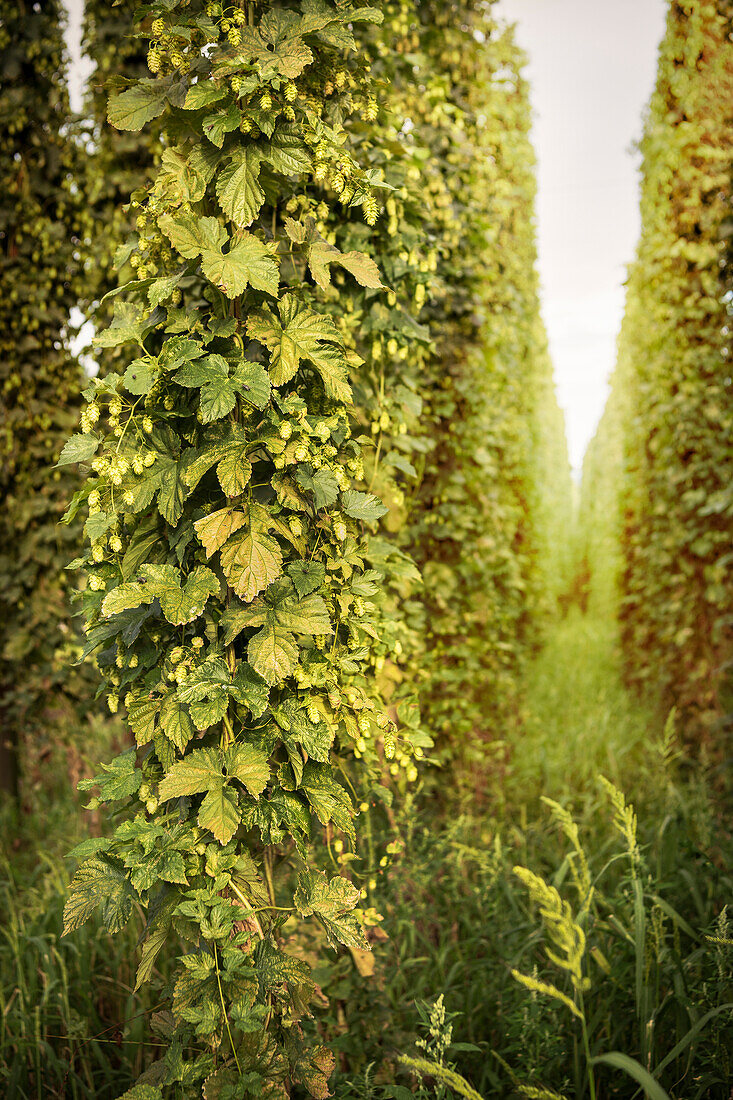 detail of hop, hop growing area in Tettnang, Lake Constance, Baden-Wuerttemberg, Germany