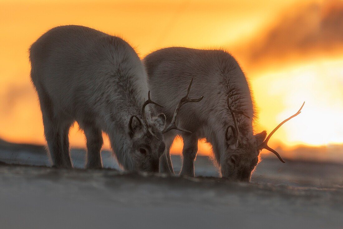 Svalbard reindeer (Rangifer tarandus platyrhynchus), in Spitsbergen, Svalbard, Norway.