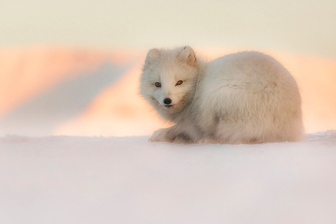 Arctic fox in Pyramiden,(Vulpes lagopus), Billefjorden, Spitsbergen, Svalbard.