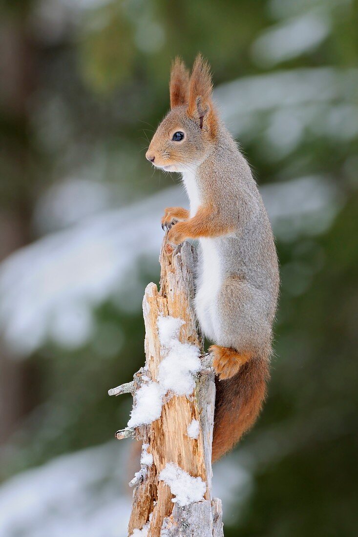 Red Squirrel ( Sciurus vulgaris ) climbing high up on a tree, watching, looks funny, in winter, wildlife, Europe.