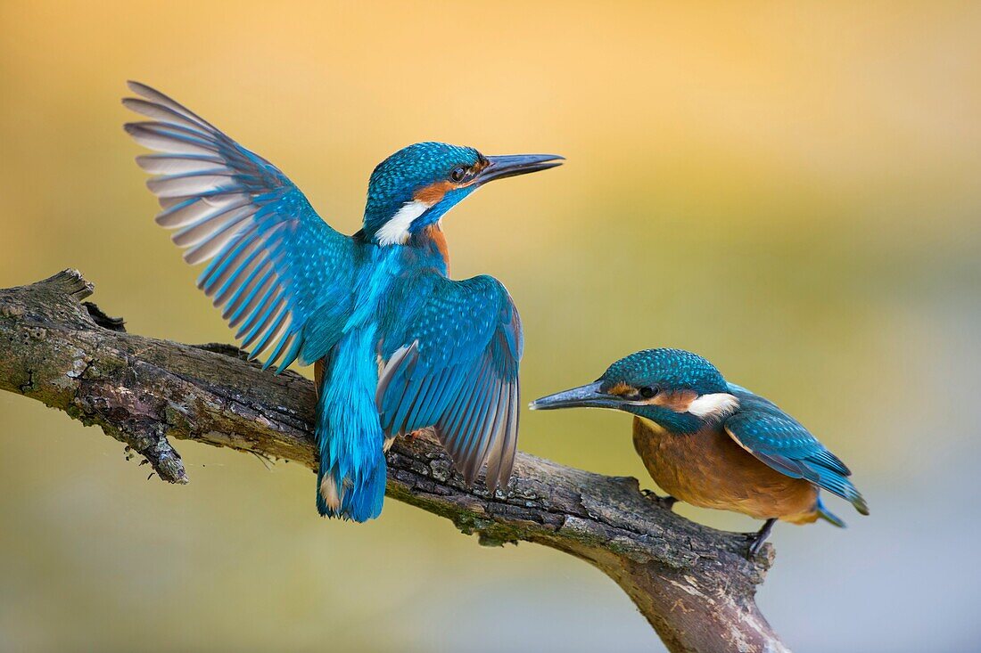 Territorial Common Kingfisher / Kingfisher (Alcedo atthis) male adult in struggle with its fledgling, wildlife, Europe.