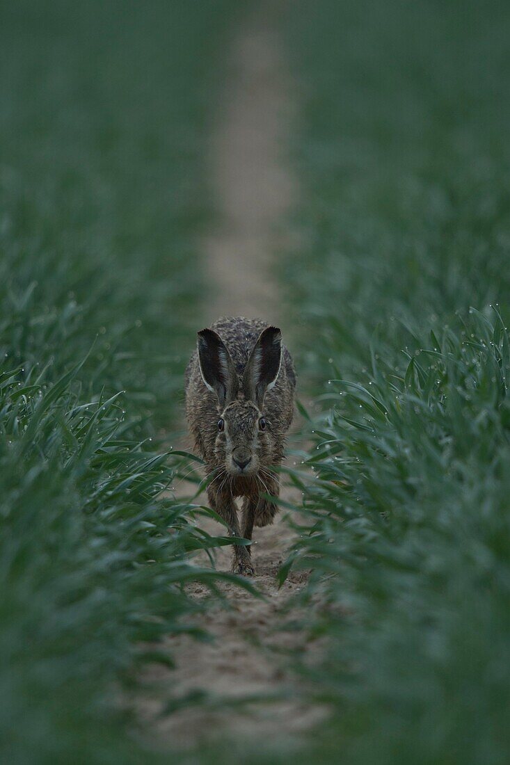 Brown Hare / European Hare ( Lepus europaeus ) running towards the photographer through a green field of winter wheat, at dawn, wildlife, Europe.