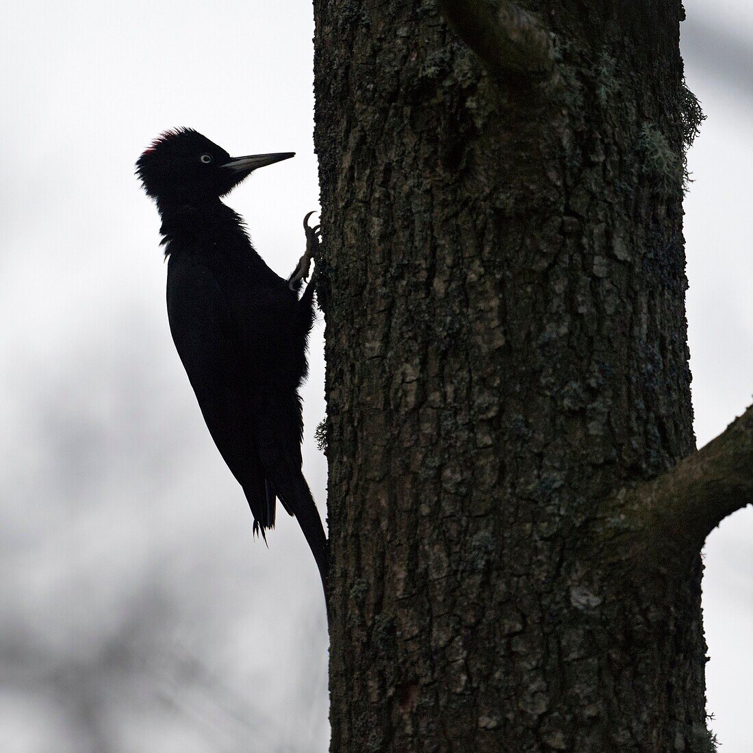 Black Woodpecker ( Dryocopus martius ) perched on a tree trunk, climbing up, searching for food, silhouetted in backlight, typical pose, silhouette, wildlife, Europe.