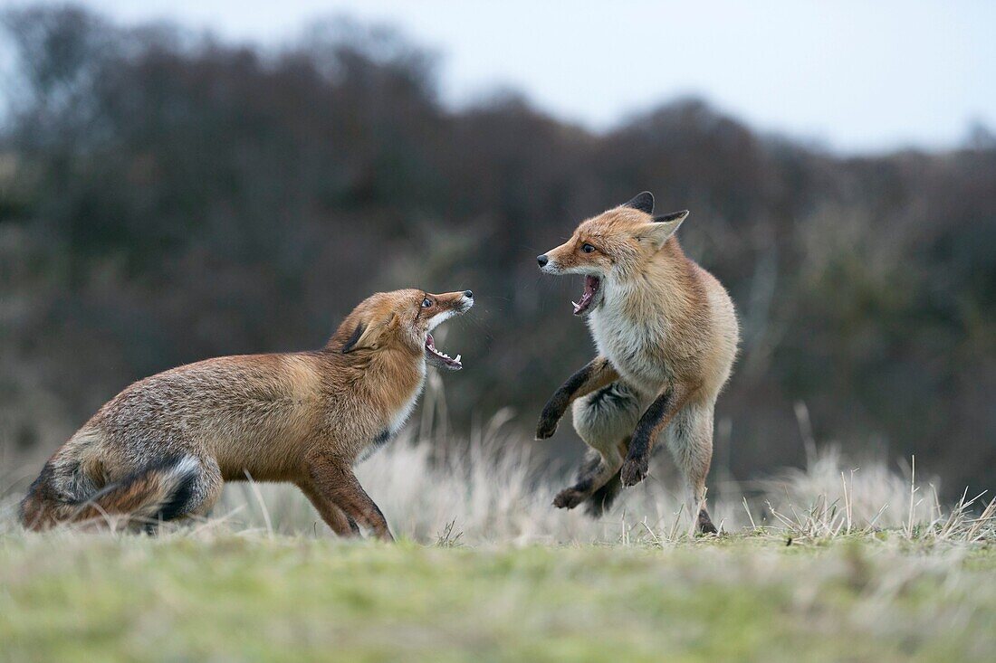 Red Foxes ( Vulpes vulpes ) in aggressive fight, fighting, threatening with wide open jaws, attacking each other, during rut, wildlife, Europe.