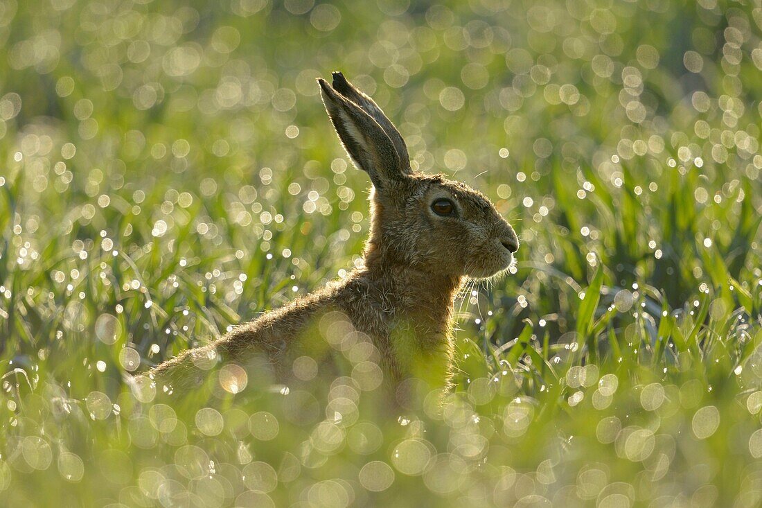 Brown Hare / European Hare ( Lepus europaeus ) sitting in a dew wet field of winter wheat, in first morning sunlight, backlight, wildlife, Europe.