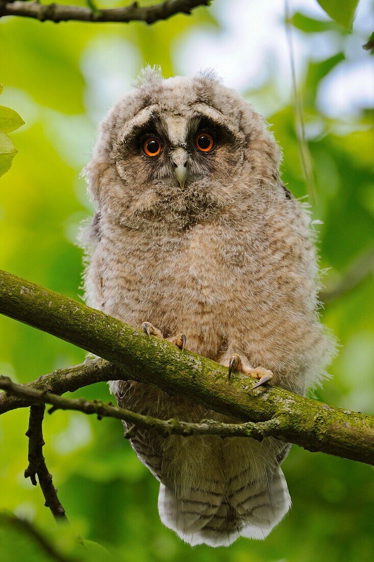 Funny young Long-eared Owl ( Asio otus ) looks with wide open eyes directly into the camera, wildlife, Europe.