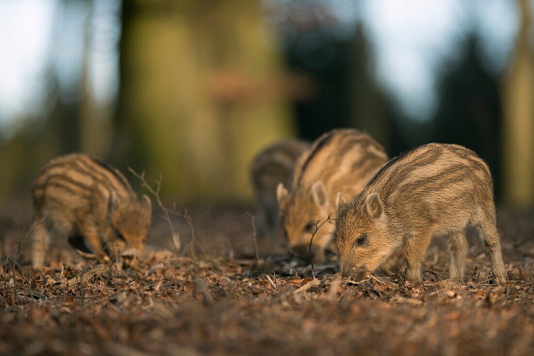 Shoats of Wild Boar ( Sus scrofa ) searching for food in their natural habitat on the forest floor, Europe.