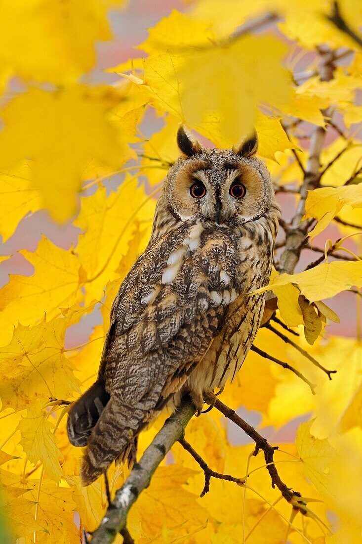 Long-eared Owl ( Asio otus ) perched in a maple tree, orange eyes wide open, surrounded by golden leaves, wildlife, Europe.