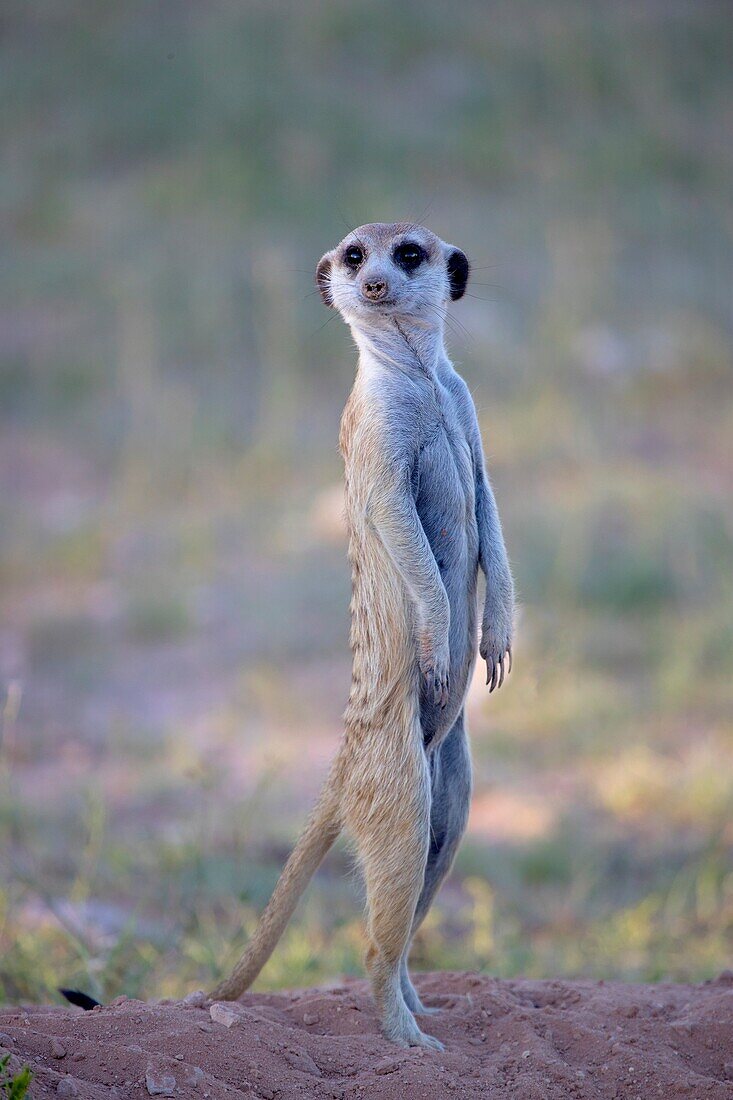 Suricate (Suricata suricatta), watching. Always alert to the possible attack of a predator. While watching the rest of the group is dedicated to hunt all kinds of insects, scorpions and small snakes. Kgalagadi Transfrontier Park, Kalahari desert, South Af