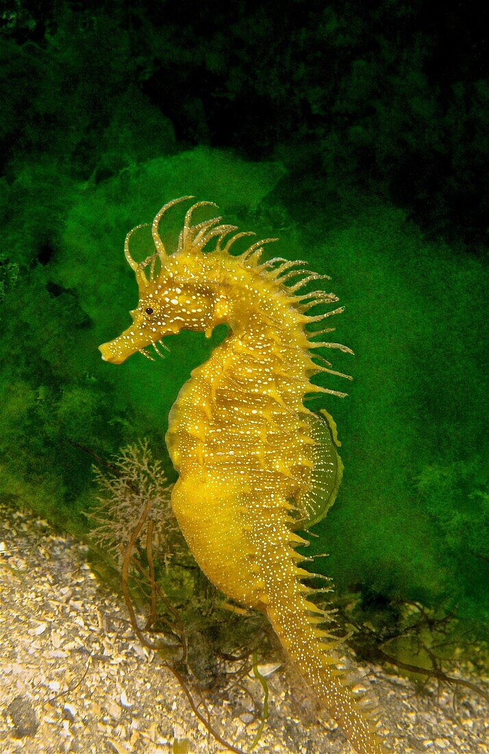 Sea Horse (Hippocampus guttulatus). Eastern Atlantic. Galicia. Spain. Europe.