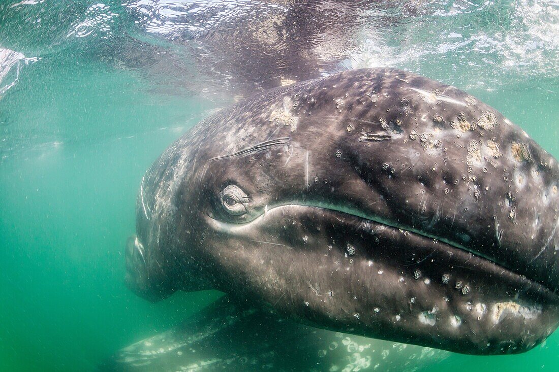 California gray whale calf, Eschrichtius robustus, underwater in San Ignacio Lagoon, Baja California Sur, Mexico.