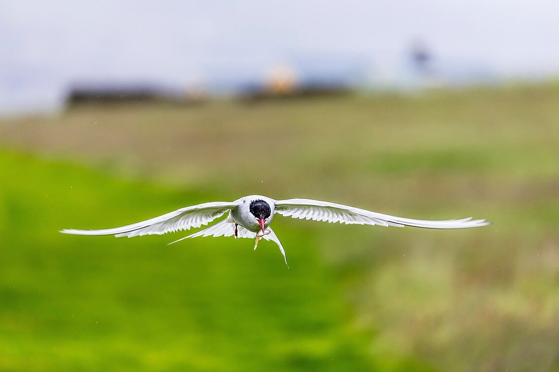 An adult Arctic tern, Sterna paradisaea, returning to the nest with fish, Vigur Island, Iceland.
