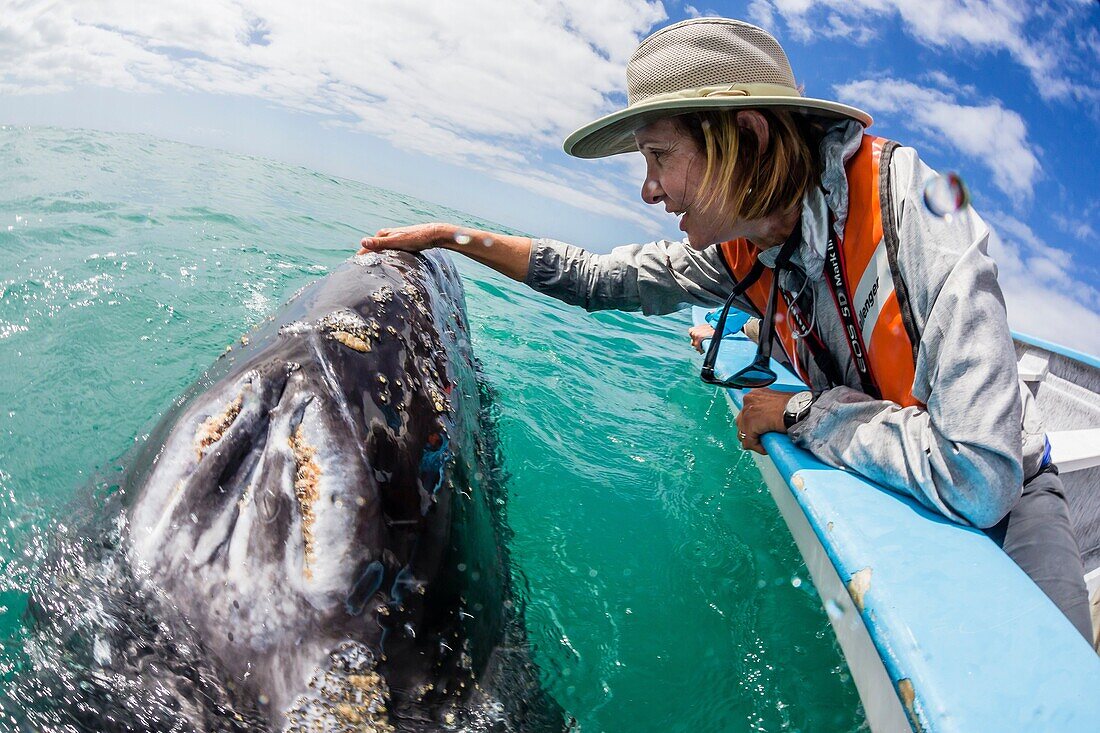 California gray whale calf, Eschritius robustus, with tourists in San Ignacio Lagoon, Baja California Sur, Mexico.