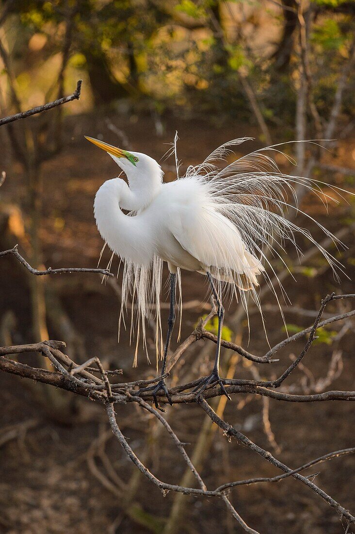 Great egret (Casmerodius albus, Ardea alba, Egretta alba) Courtship display, Smith Oaks Audubon Rookery, High Island, Texas, USA.