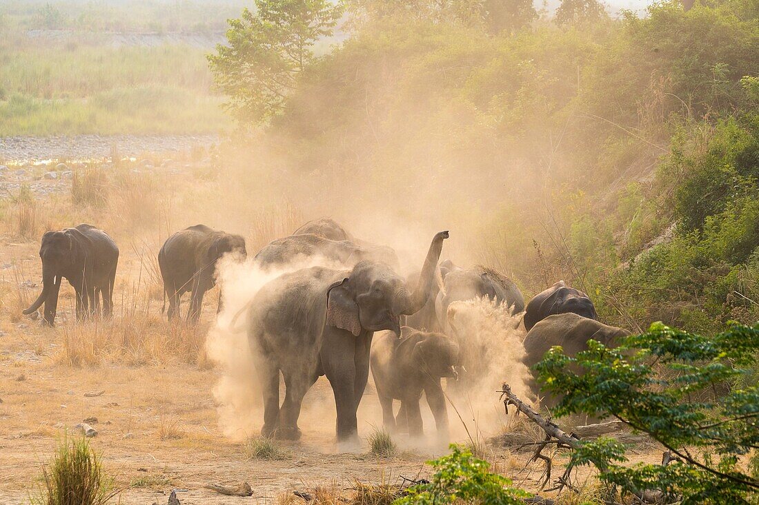 Asia, India, Uttarakhand, Jim Corbett National Park, Asian or Asiatic elephant (Elephas maximus). Dust bath
