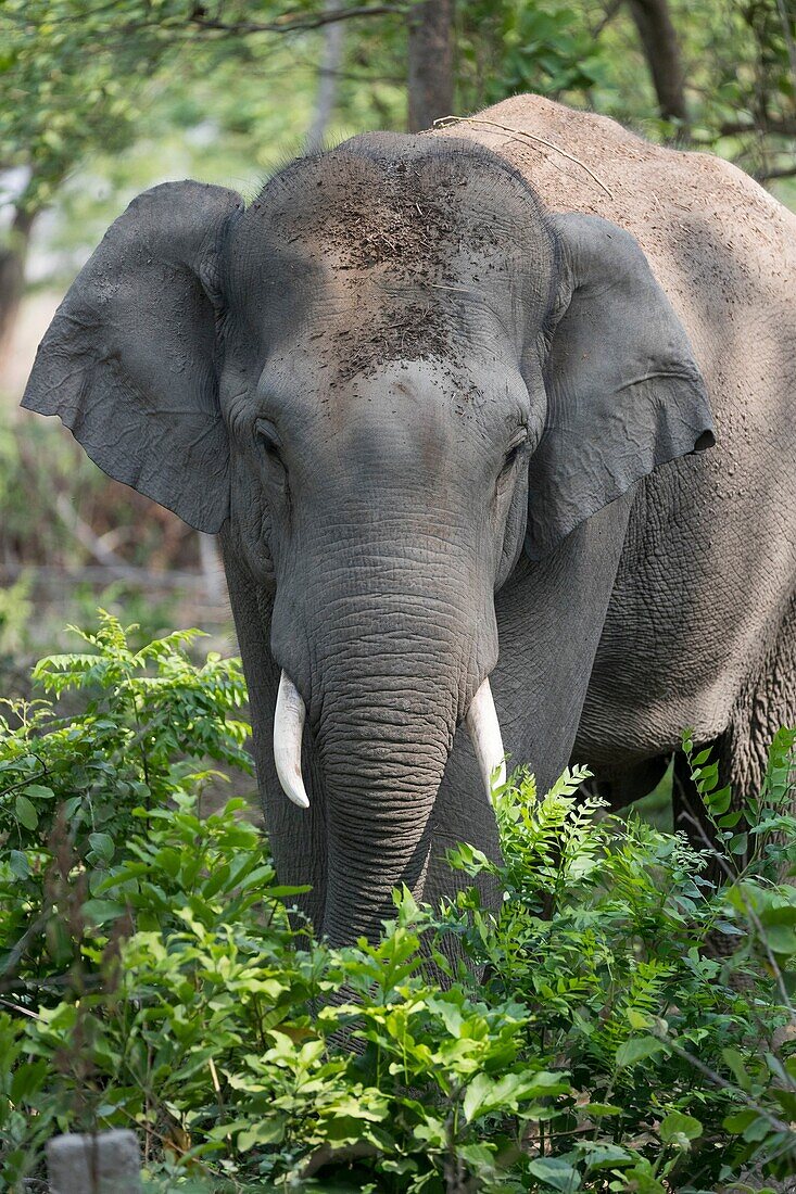 Asia, India, Uttarakhand, Jim Corbett National Park, Asian or Asiatic elephant (Elephas maximus). in the forest