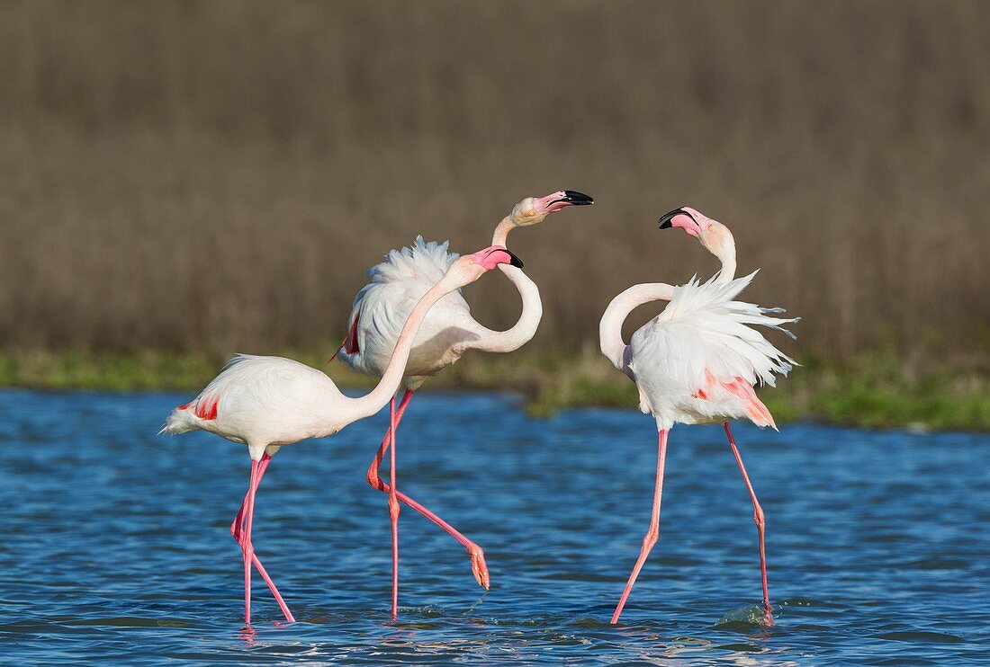 Greater Flamingo (Phoenicopterus roseus). A pair on the left quarrels with a solitary male. At the Laguna de Fuente de Piedra near the town of Antequera. This is the largest natural lake in Andalusia and Europe's only inland breeding ground for this speci