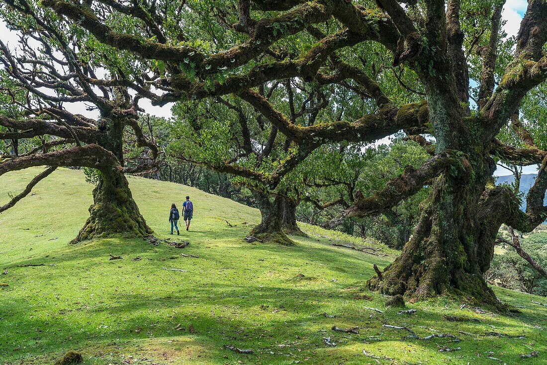 Couple walking under Laurel trees in the Laurisilva Forest, UNESCO World Heritage Site. Fanal, Porto Moniz municipality, Madeira region, Portugal.