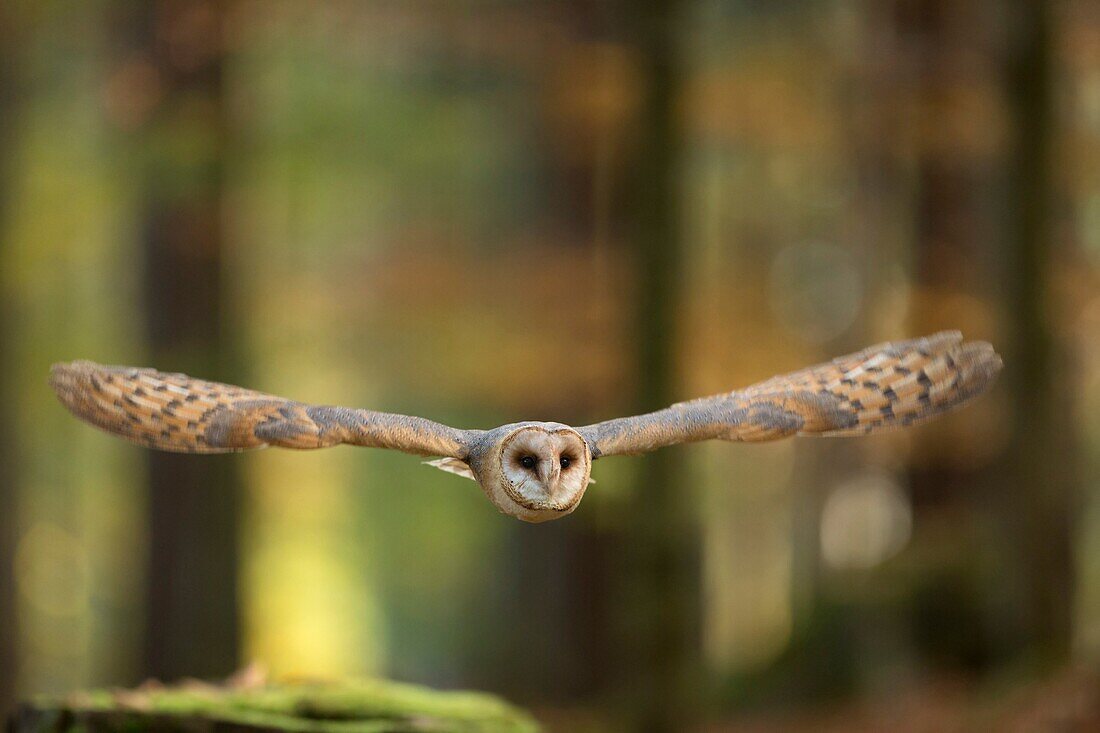 Barn Owl / Schleiereule (Tyto alba) in flight through an autumnal colored open forest.