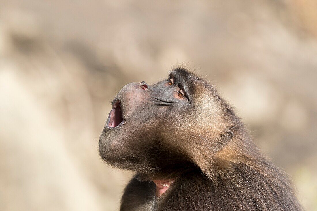 Africa, Ethiopia, Rift Valley, Debre Libanos, Gelada or Gelada baboon (Theropithecus gelada), dominant male, Yawning