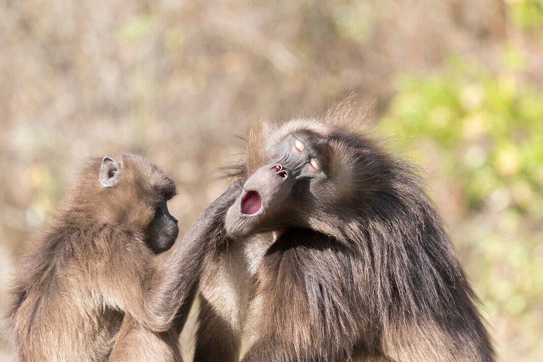 Africa, Ethiopia, Rift Valley, Debre Libanos, Gelada or Gelada baboon (Theropithecus gelada), dominant male and female, Grooming