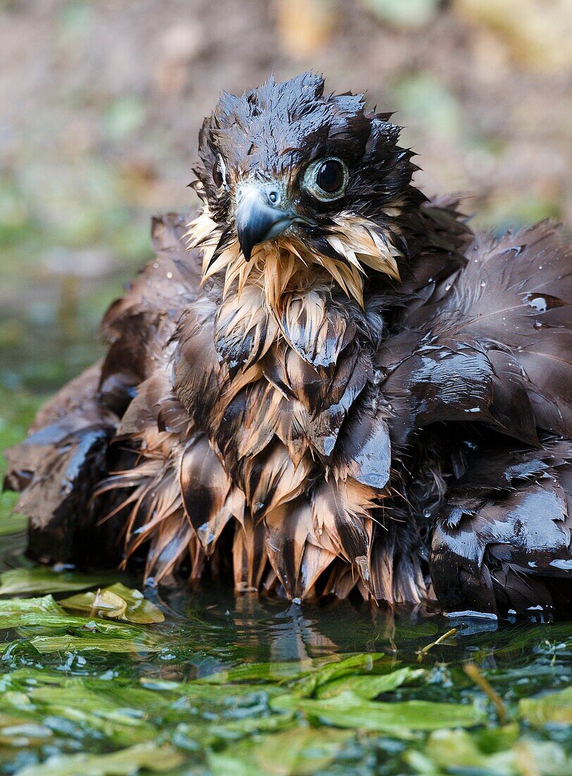 Eleonora's Falcon (Falco eleonorae) having a bath, Majorca, Balearic Islands, Spain.