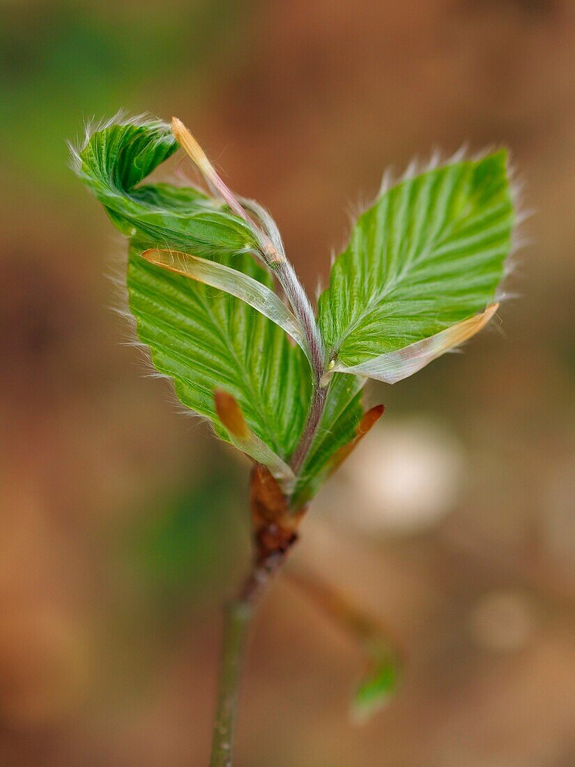 Beech leaves sprout (Fagus sylvatica). Spring time at Montseny Natural Park. Barcelona province, Catalonia, Spain.