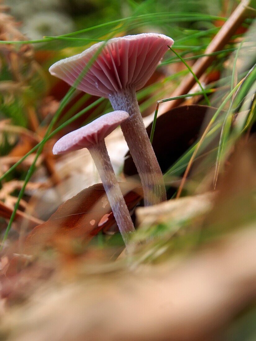 Mushroom. Montseny Natural Park. Barcelona province, Catalonia, Spain.