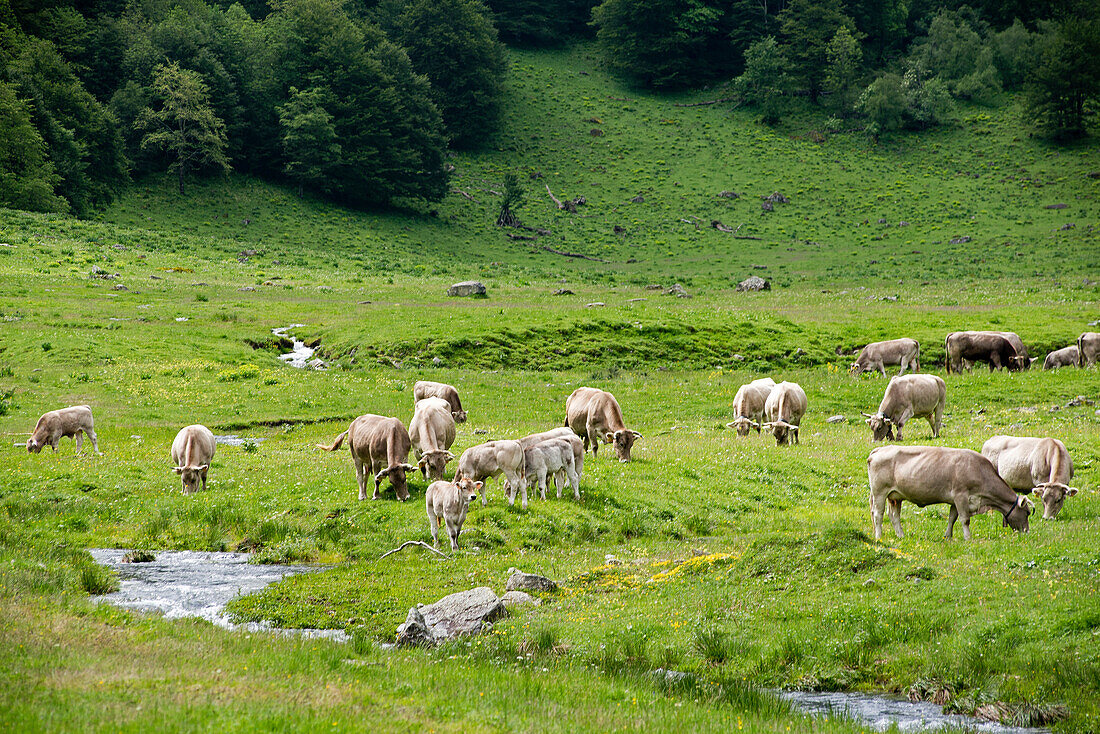 Cattle on the summer pastures in the valley Arriu Joeu