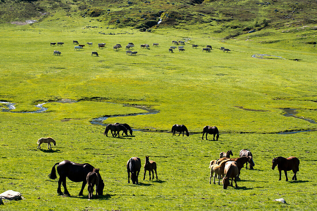 Horses and cattle on the plains of Pan de Beret