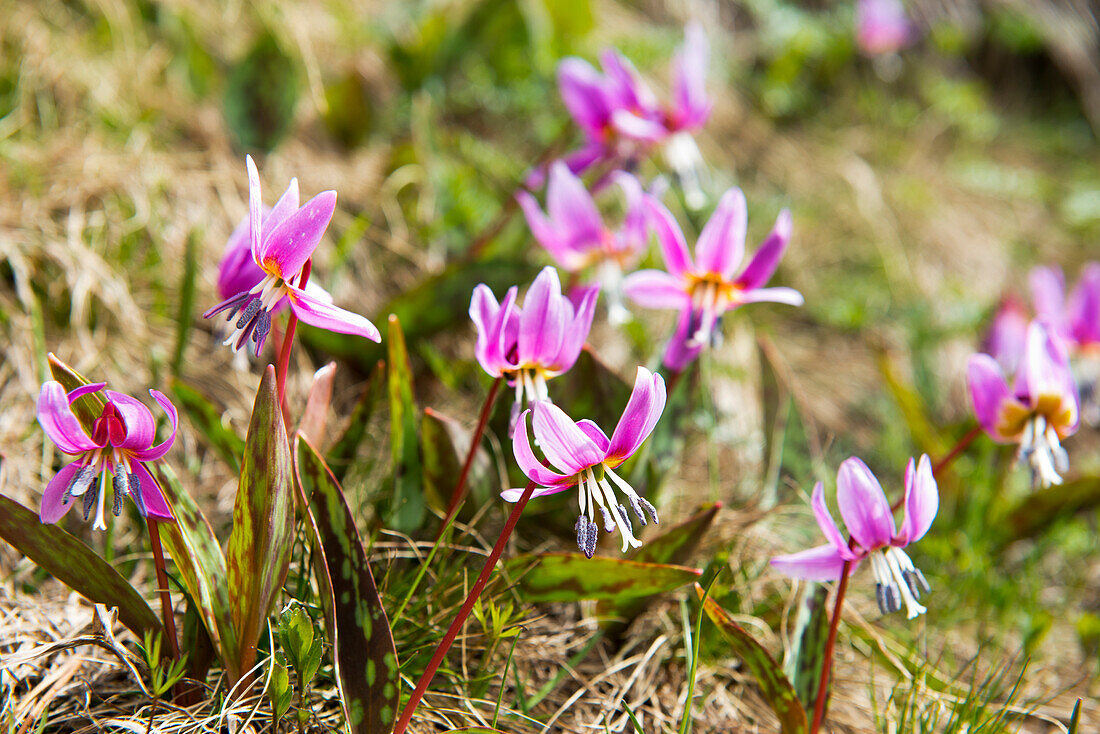 Alpine flowers in the Circ de Colomers, Parc National d'Aigüestortes i Estany de Sant Maurici