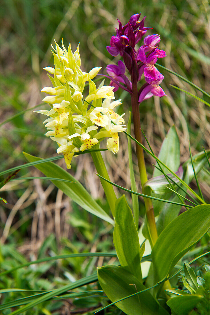Orchideen im Circ de Colomers im Parc National d'Aigüestortes i Estany de Sant Maurici, Spanische Pyrenäen, Val d'Aran, Katalonien, Spanien