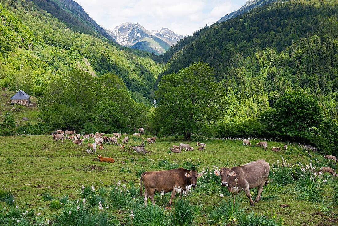 Rinder auf der Sommerweide im Valle de Varrados, Spanische Pyrenäen, Val d'Aran, Katalonien, Spanien