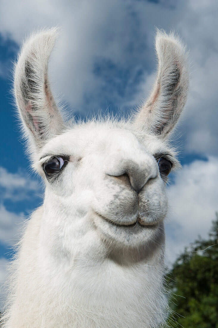 A white llama (Lama glama) looks into the camera during a portrait, near Puerto Montt, Los Lagos, Patagonia, Chile, South America