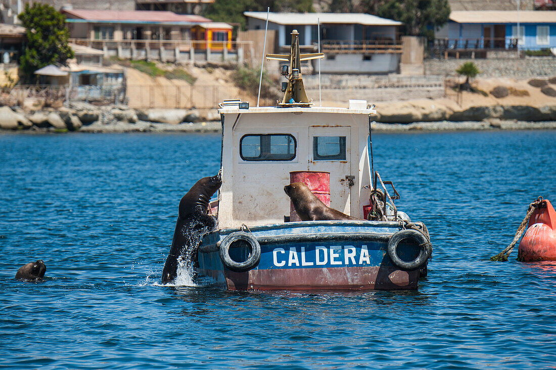 A large male South American sea lion (Otaria flavescens) jumps from the water, joining another seal sunning itself on a fisherboat, Coquimbo, Chile, South America